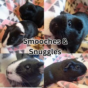 Rescue Guinea Pig Guinea Pigs for Adoption in Ripon, California - Smooches & Snuggles | PetCurious